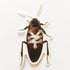 Zoo York Cockroach Skateboard Sticker - 7.5cm high approx - SkateboardStickers.com